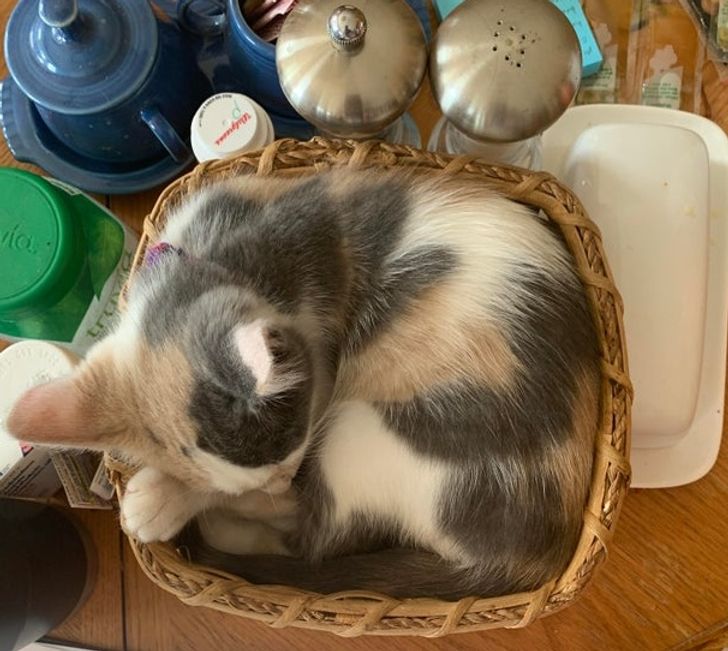 49566a5720913ce853670e9fc7