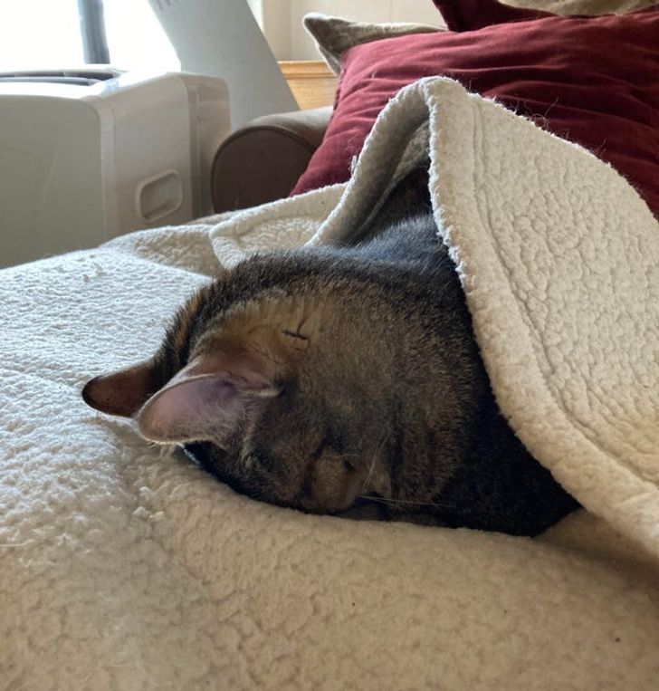 4995dc51838c152c6785f7848e