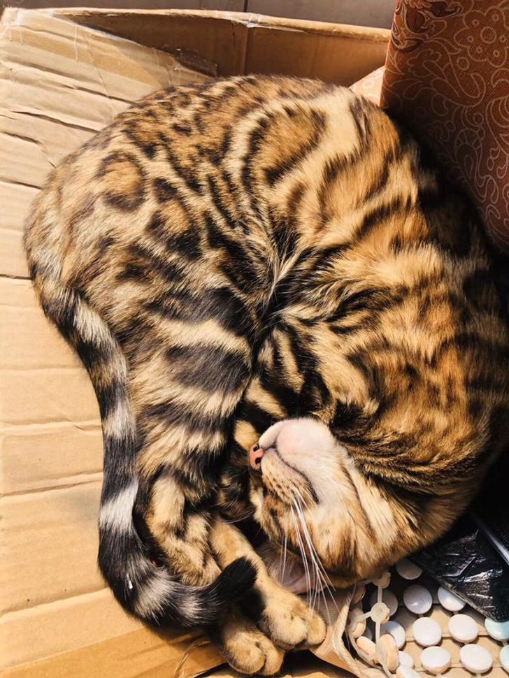 49bd08514188e3ec46985b9cd4