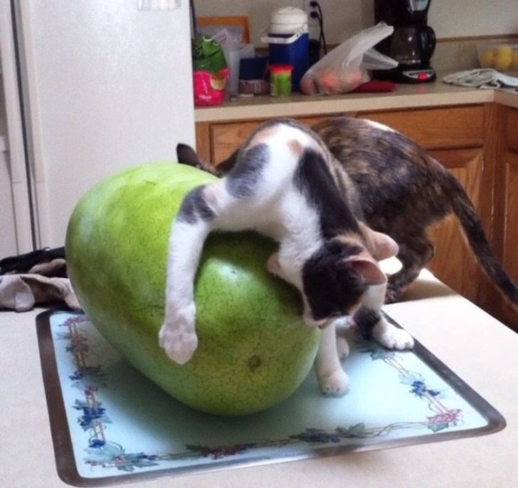 49eb195bcb89278025ccdcaf80