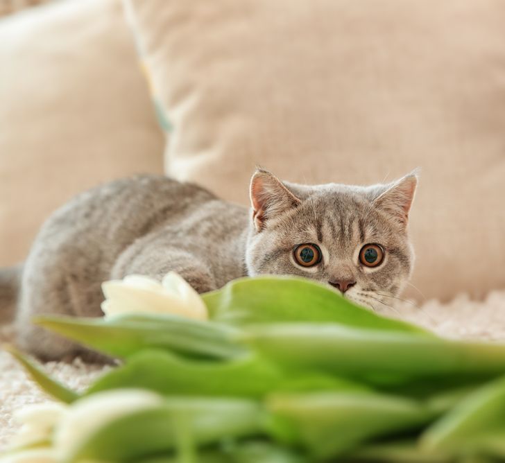 4a4058558c9056a27a334483ef