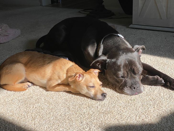 4a51c8511893b39632884366a4