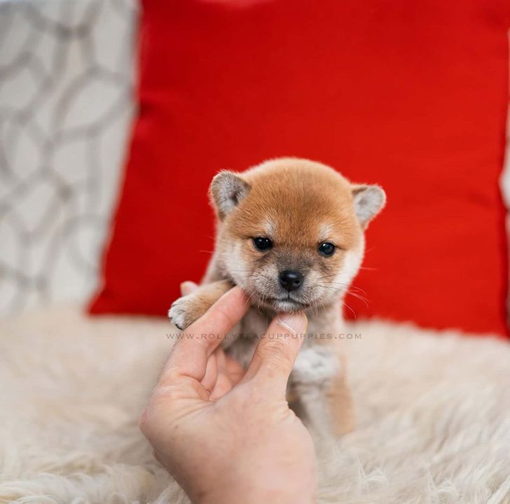 4a81075c05be4e7cfc33848242