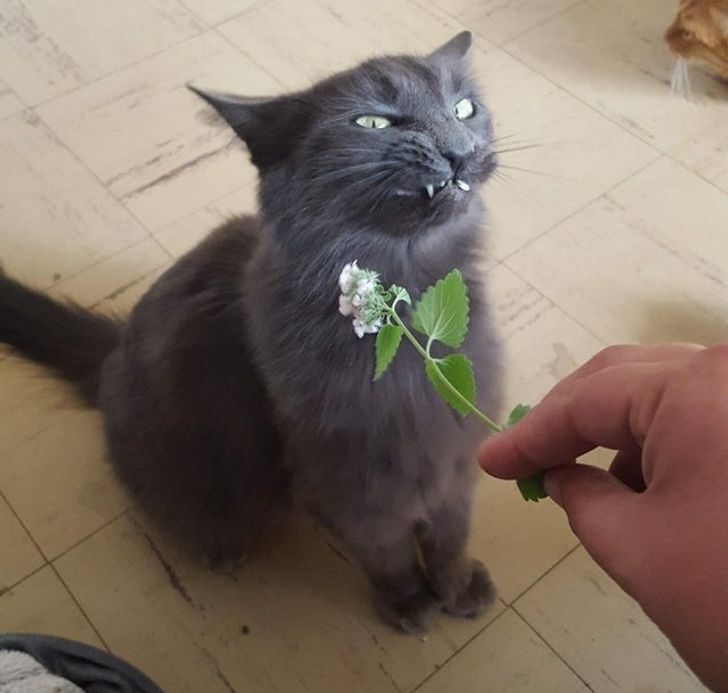 4bc9a15cd18f1297e786cccff2