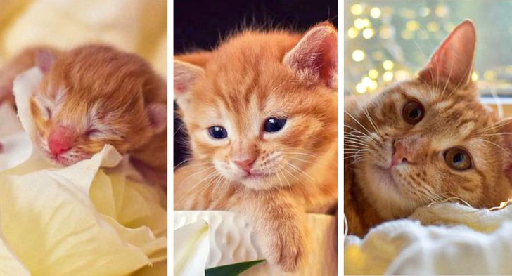 4c36425d22a33116697ec3815e