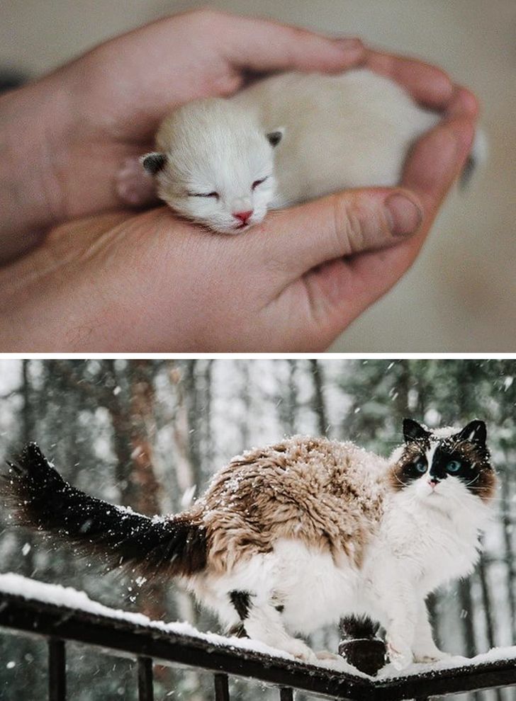 4cca2d57b18fb4cdb3d2ce075e