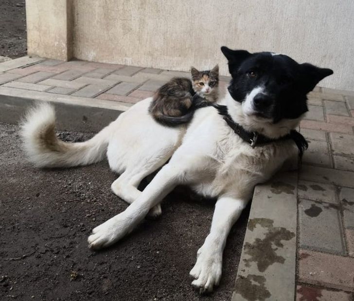 4d11d4561b97db3278613e37fa 4d11d4561b97db3278613e37fa