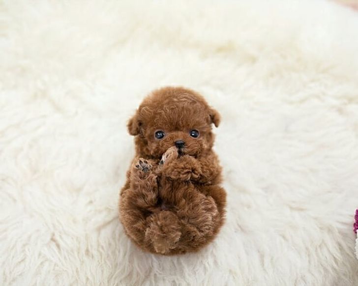 4d620150fd8c994002939298ad