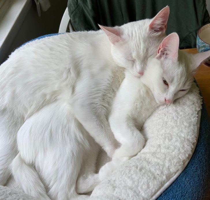 4d891d56c5bdd498060adb10e2