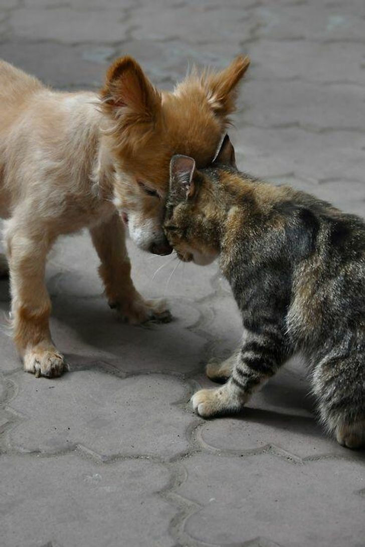 4e65d353c387ed629611d9931c