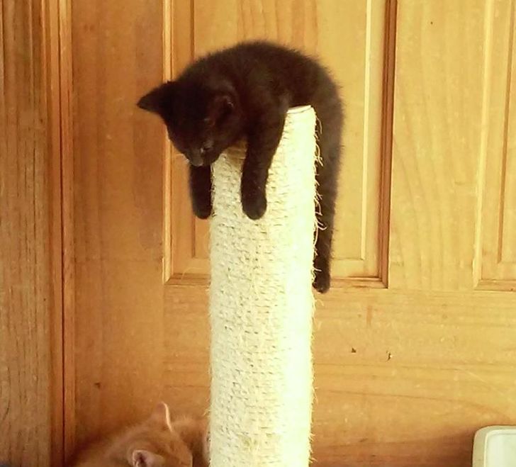 4eb5bc547ca4e1e8a8fe9b6cfc