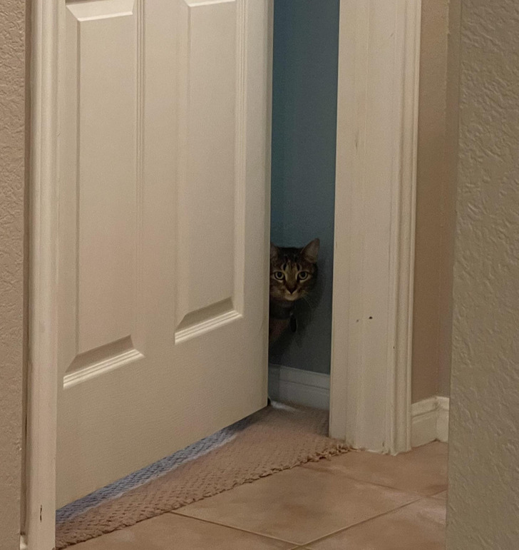 4ec8f055078cd06b08770cc684