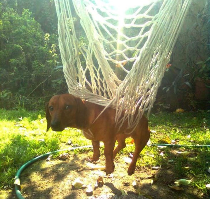 4ef91a5ac4a03dd7ca3bfde6ae