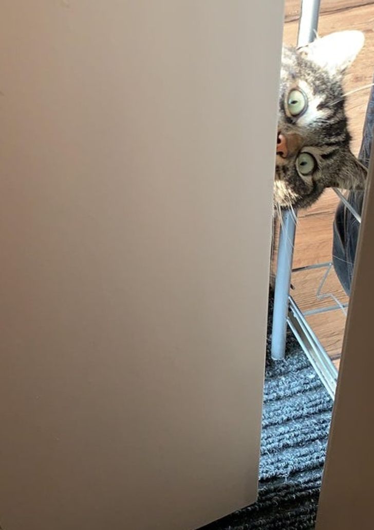 50a497515a869e43788803623f