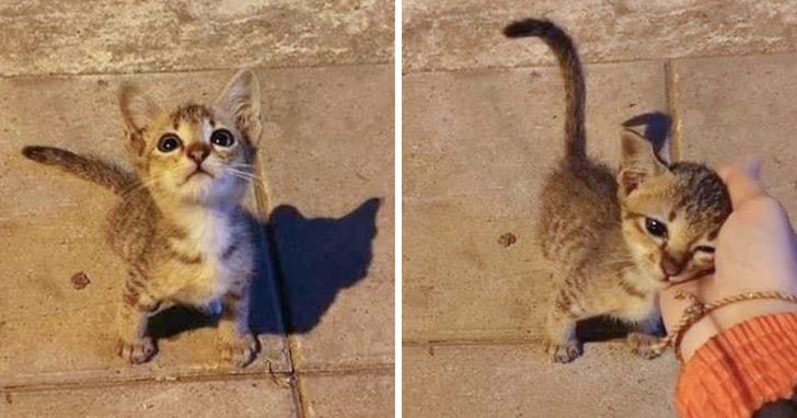 51978f5d079d99af77f19a49c2