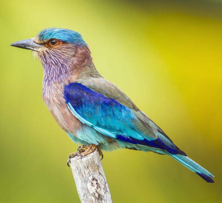 51cba05a899b29bb84c499ba65