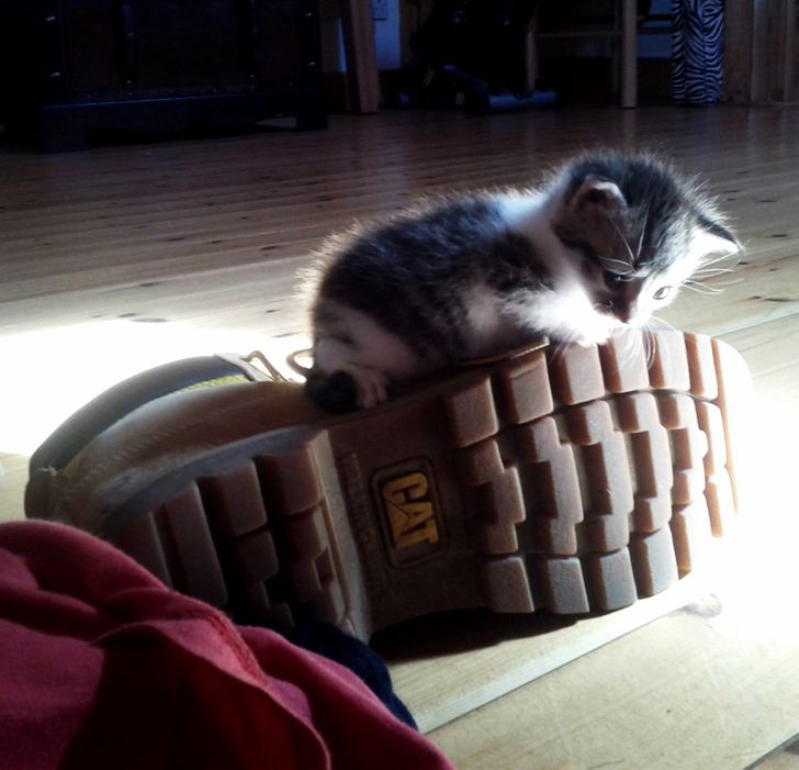 51e61d5b7d9f4ebefaac4b26a3