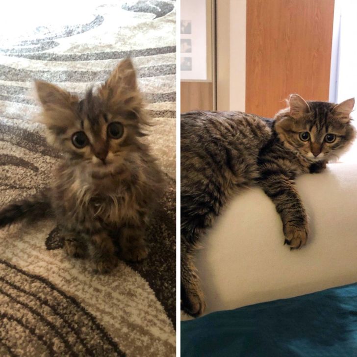 52740354ef9249e18387158ac8