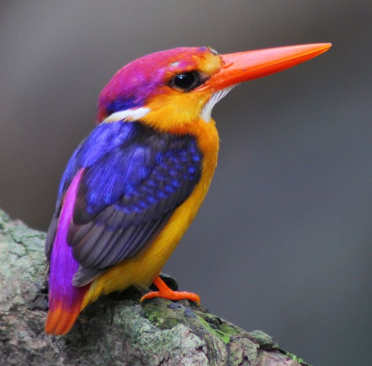 5278645a228745db6ca32e828a