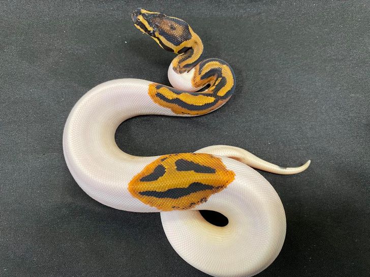 529dba5762b0221bb20b7bd9a7