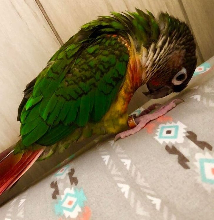 52be465eda98f9049851f72d2d