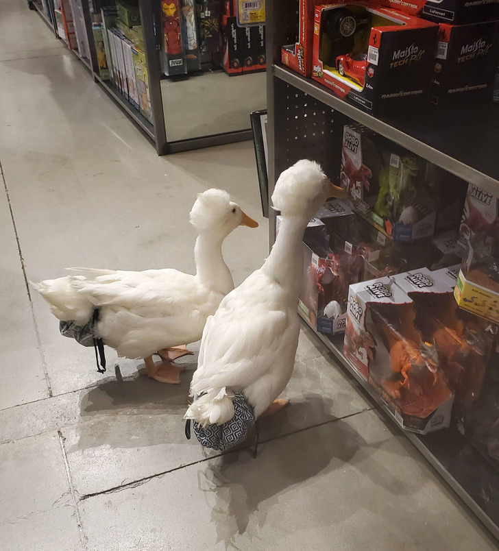 52ec12561a926b00ce5d617b2d