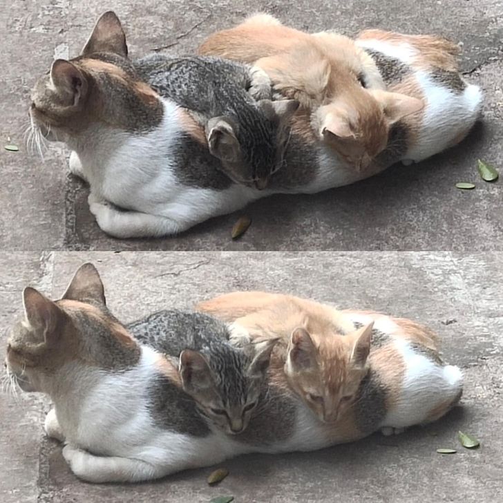 531cc3533cae3a17017cfa36a3