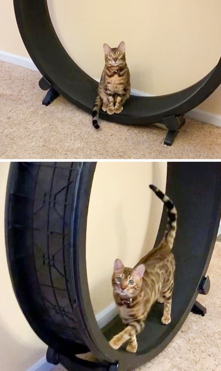 53bae358898a102ffd6f8e6db2