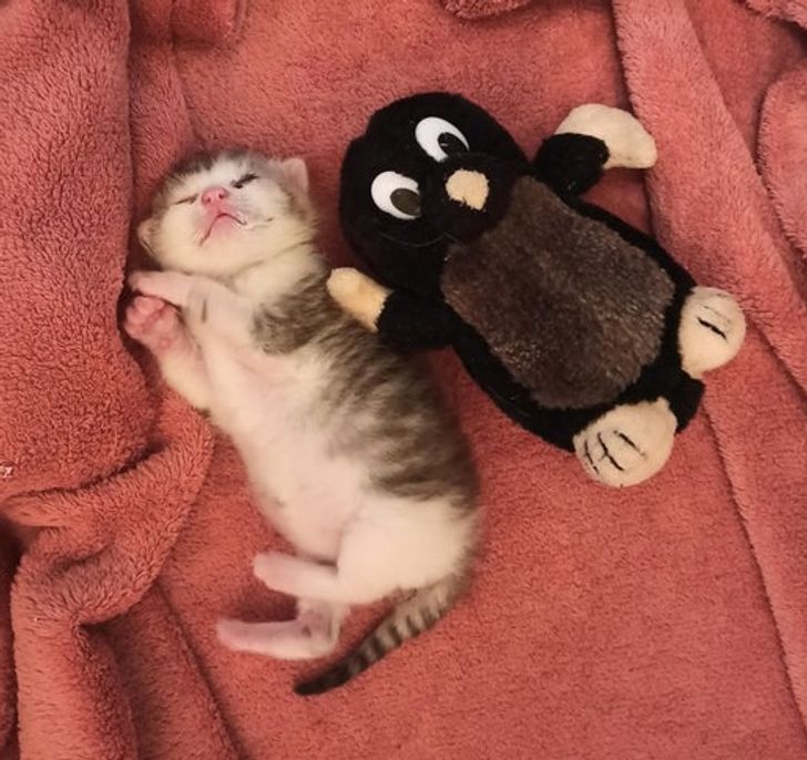 53d1f15f849fc167e8a86a121a