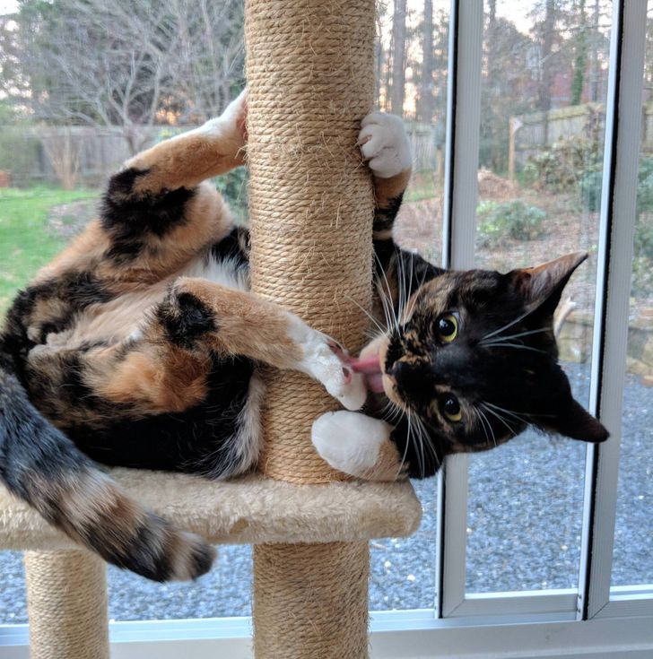 54ac0650168e4555d2fc741615