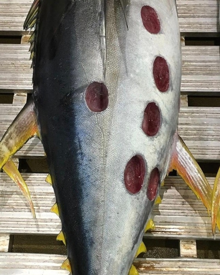 5594bd5da4aaf2e410369d3fa0