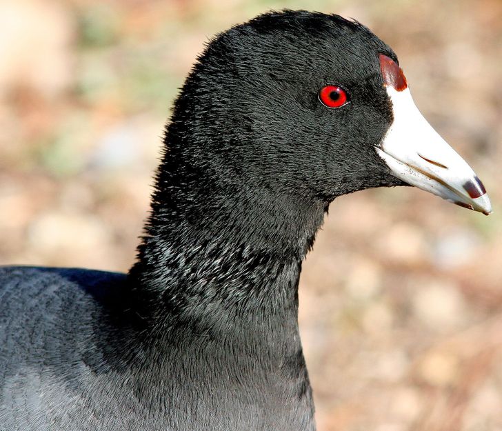 5596d558688584a5b5dab7b656