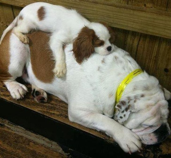 55ec195492ac618a99b7a63206