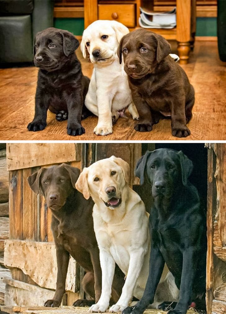 56f649547b98f861ae44103db8