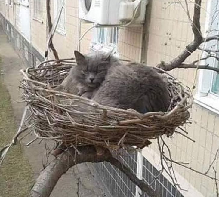 56f77a58e39058db095121b593