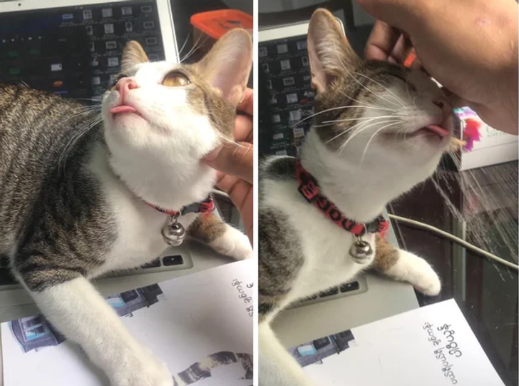 56fb445c8188fb93ddff8b7242