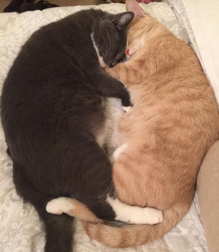 5741ba54bebee8d19dc3995a01