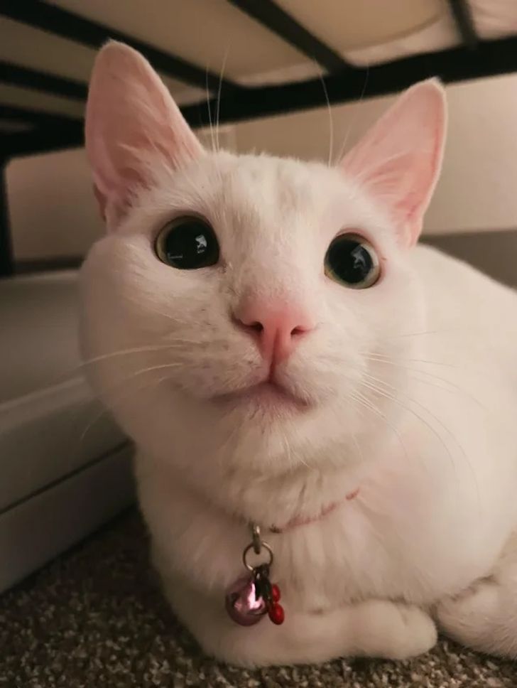 57cc4456c1a32ceb6007b61060