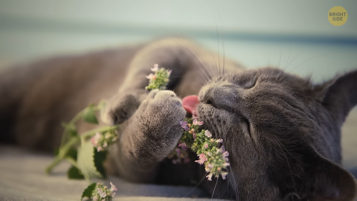 57ea4850e6ac92daf79200c7af