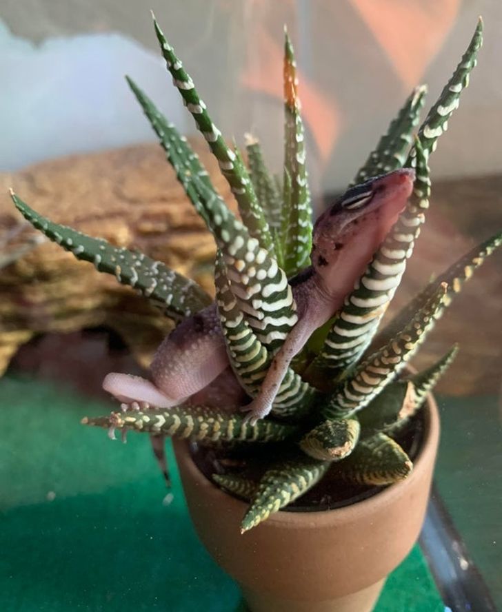 58a74d5ec6b7ead895739c808c