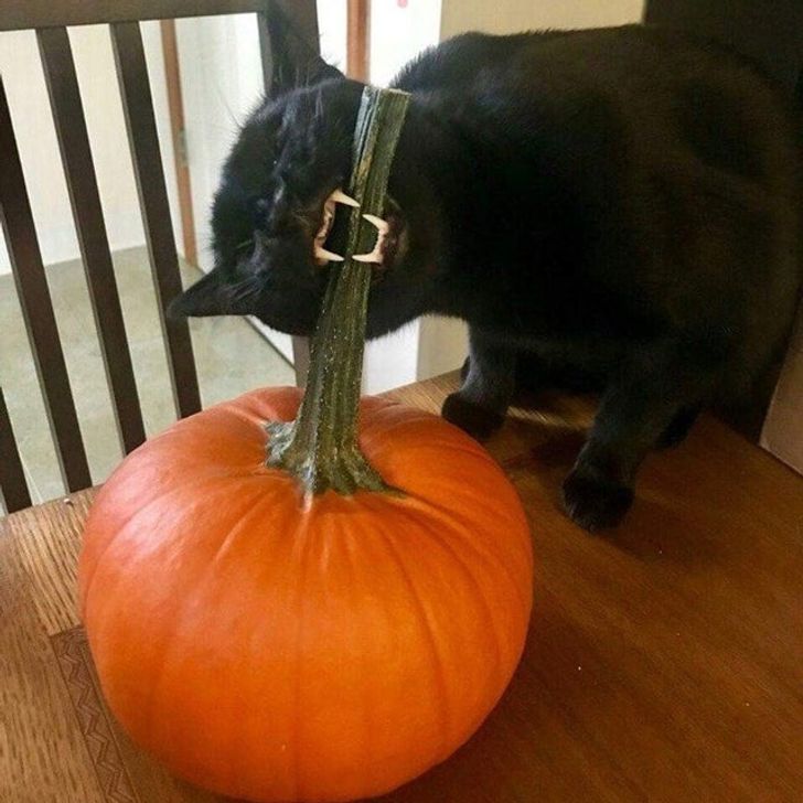 58b0c155a4a53052cdb488a703