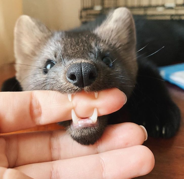 59187255c981dc3b3a11fda9bc