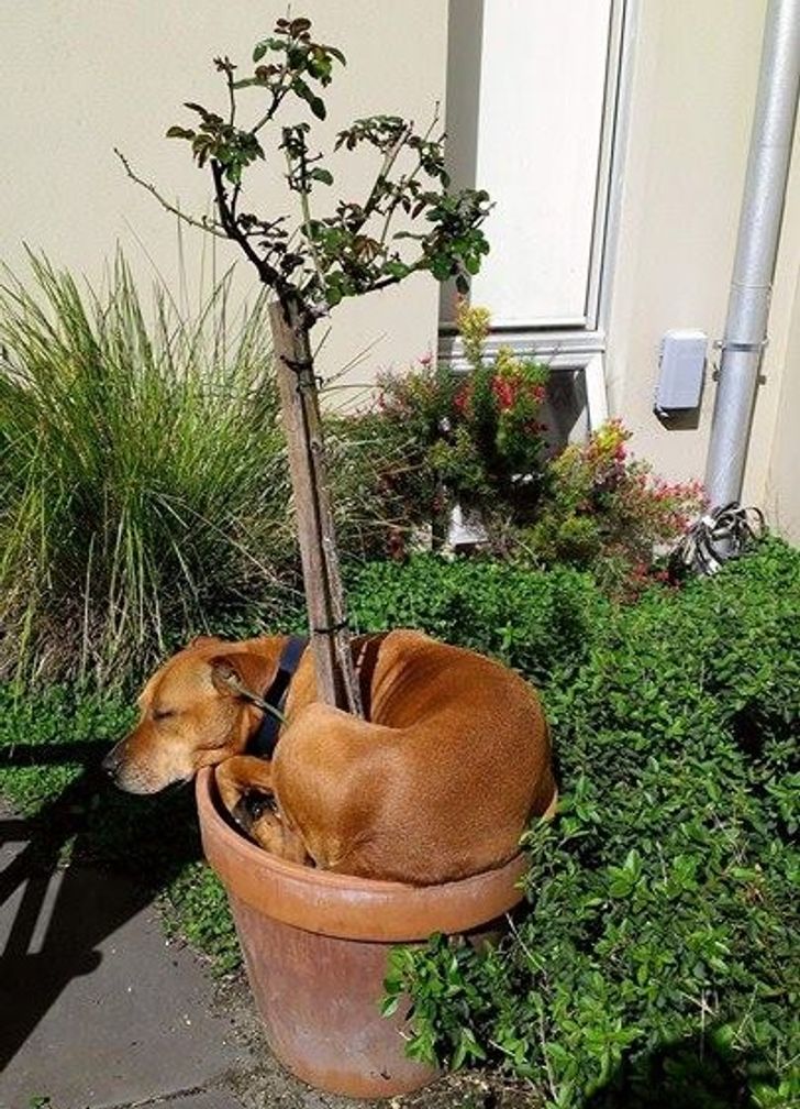 5950825d2484bd6ed47c99797c