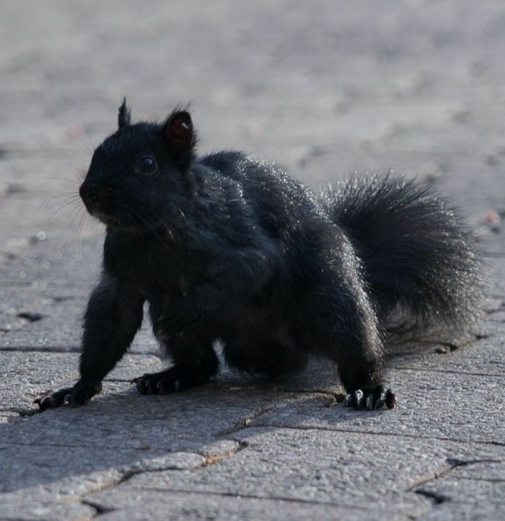 59a14a58369545bb806e6f4cff