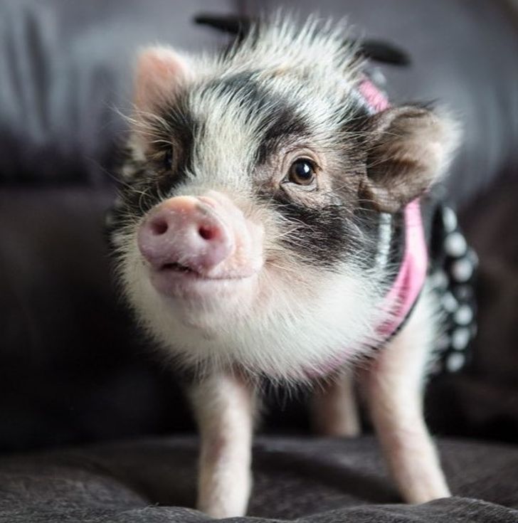 5a289d5175ab1458a2c4381a4a