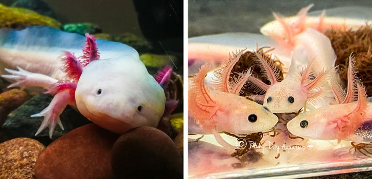 5a44b3548d8c00209af2696825