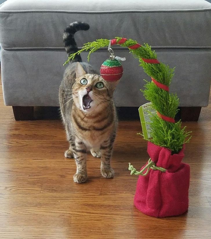 5a45cc5af689997f88c007c45a