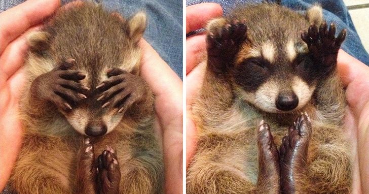 5ac4b756959652b497525ce116