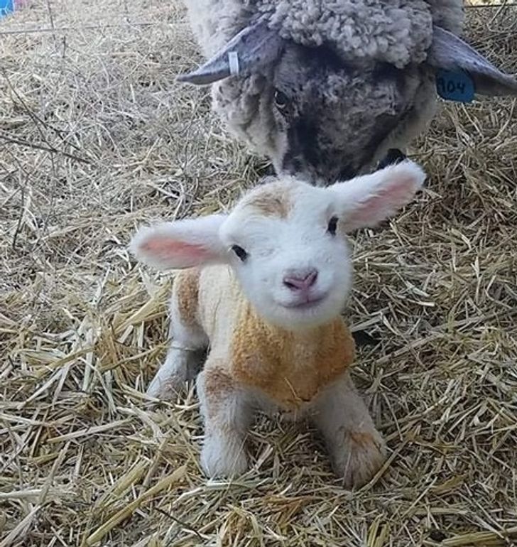 5ad08b5273b8d3c05a6133ed21