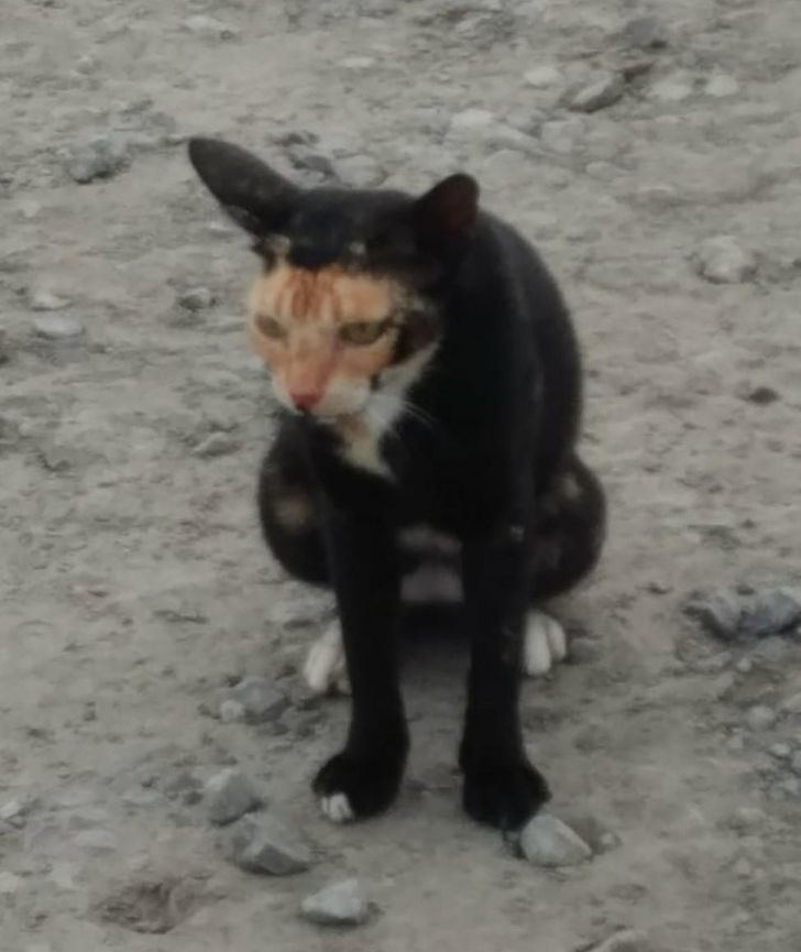 5e137953f8a8cc1f70ebe977d5